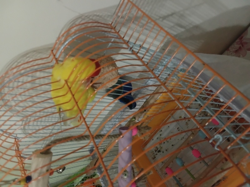 Papağan, Kuş  Rıfkı fotoğrafı