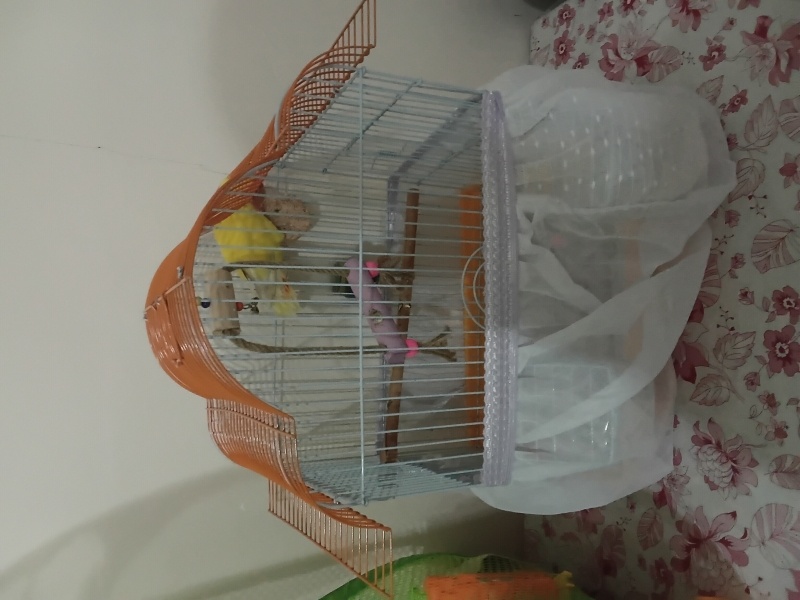 Papağan, Kuş  Rıfkı fotoğrafı