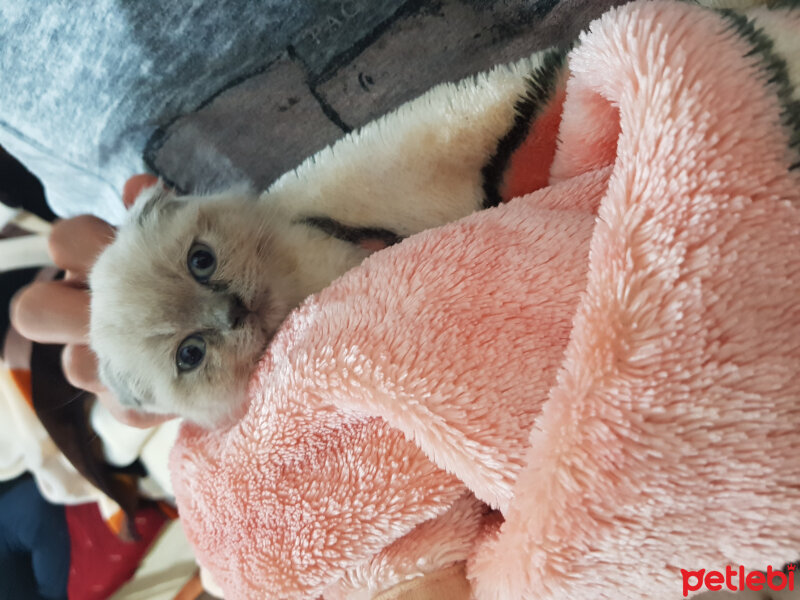 Scottish Fold, Kedi  Castiel fotoğrafı