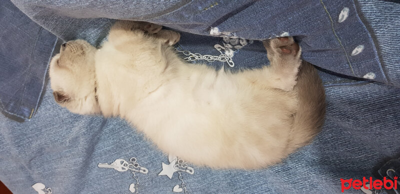 Scottish Fold, Kedi  Castiel fotoğrafı