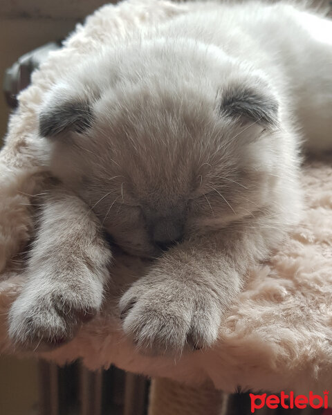 Scottish Fold, Kedi  Castiel fotoğrafı