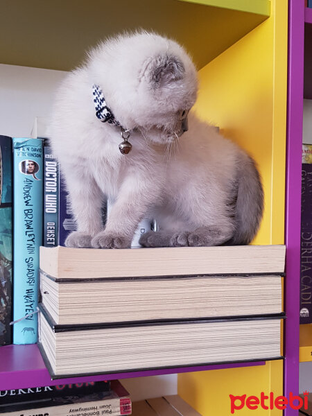 Scottish Fold, Kedi  Castiel fotoğrafı