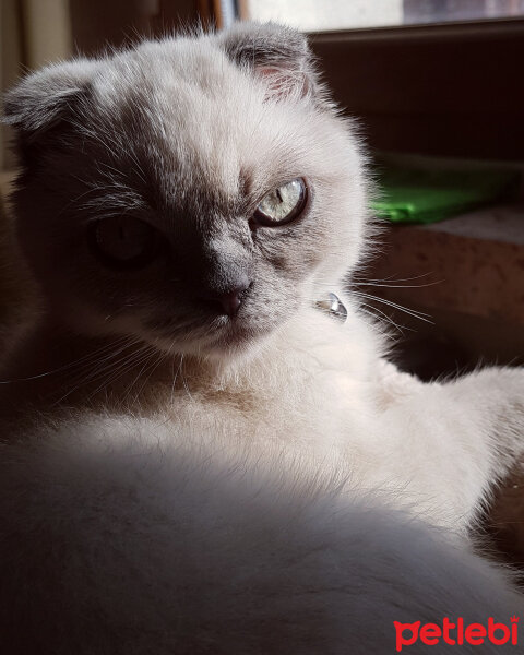 Scottish Fold, Kedi  Castiel fotoğrafı