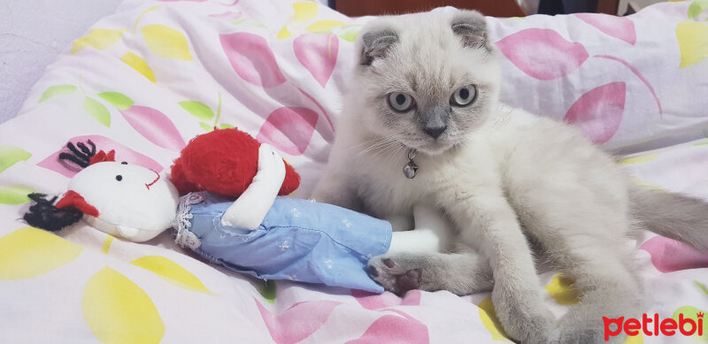 Scottish Fold, Kedi  Castiel fotoğrafı