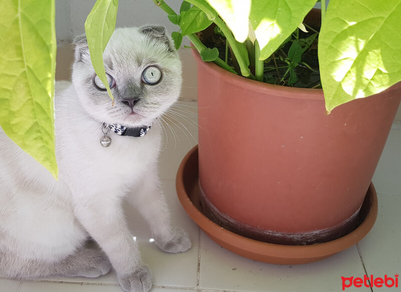 Scottish Fold, Kedi  Castiel fotoğrafı