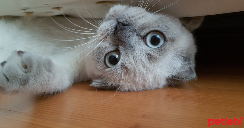 Scottish Fold, Kedi  Castiel fotoğrafı