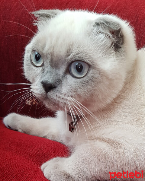 Scottish Fold, Kedi  Castiel fotoğrafı