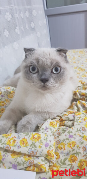 Scottish Fold, Kedi  Castiel fotoğrafı