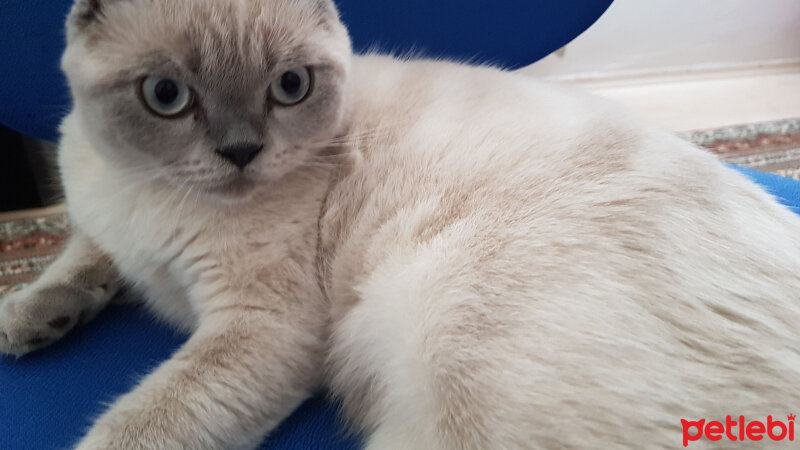 Scottish Fold, Kedi  Castiel fotoğrafı