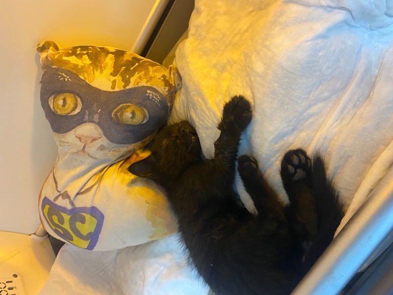 Bombay, Kedi  Kara böcük fotoğrafı