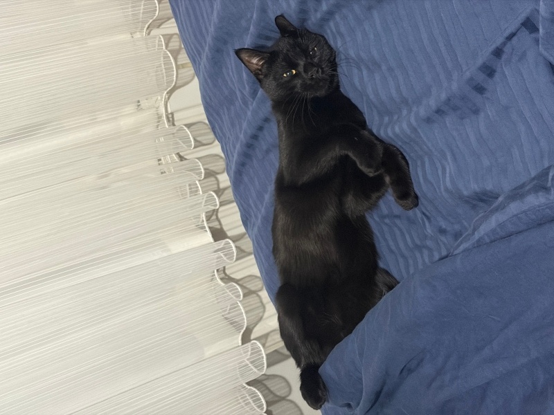 Bombay, Kedi  Kara böcük fotoğrafı