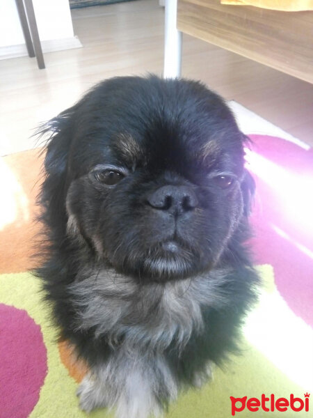 Pekingese, Köpek  Murphy fotoğrafı