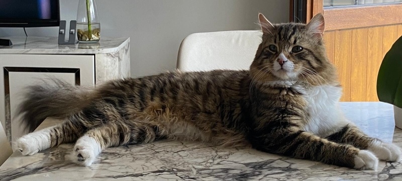 Tekir Kedi, Kedi  Jesus fotoğrafı