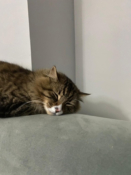 Tekir Kedi, Kedi  Jesus fotoğrafı