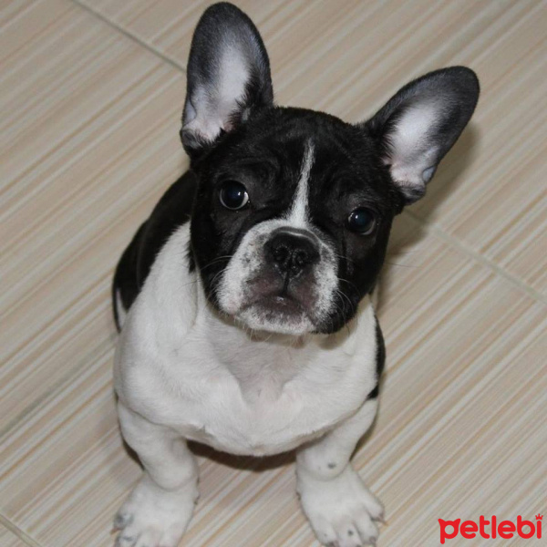 Fransız Bulldog, Köpek  thor fotoğrafı