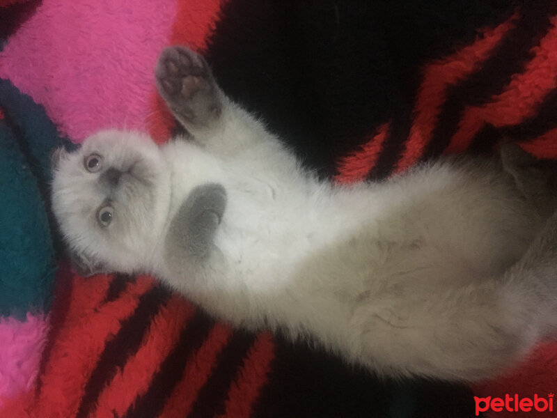 Scottish Fold, Kedi  Pablo fotoğrafı