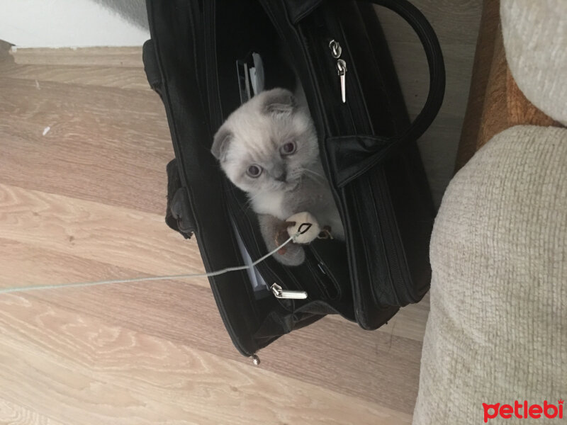 Scottish Fold, Kedi  Pablo fotoğrafı