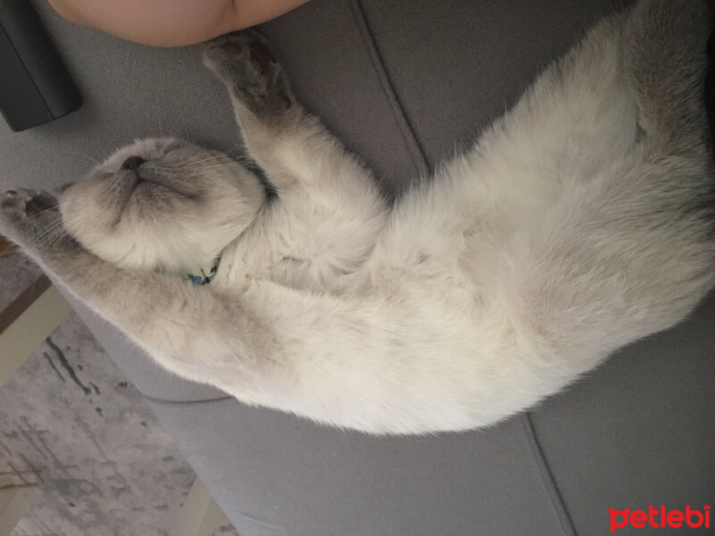 Scottish Fold, Kedi  Pablo fotoğrafı