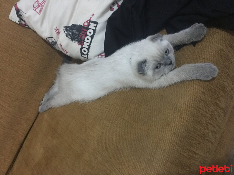 Scottish Fold, Kedi  Pablo fotoğrafı