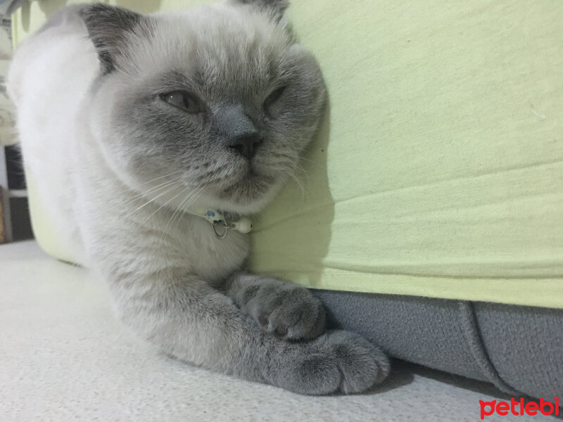 Scottish Fold, Kedi  Pablo fotoğrafı