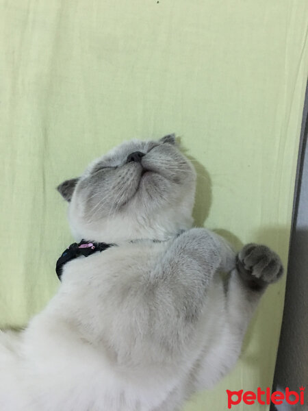 Scottish Fold, Kedi  Pablo fotoğrafı