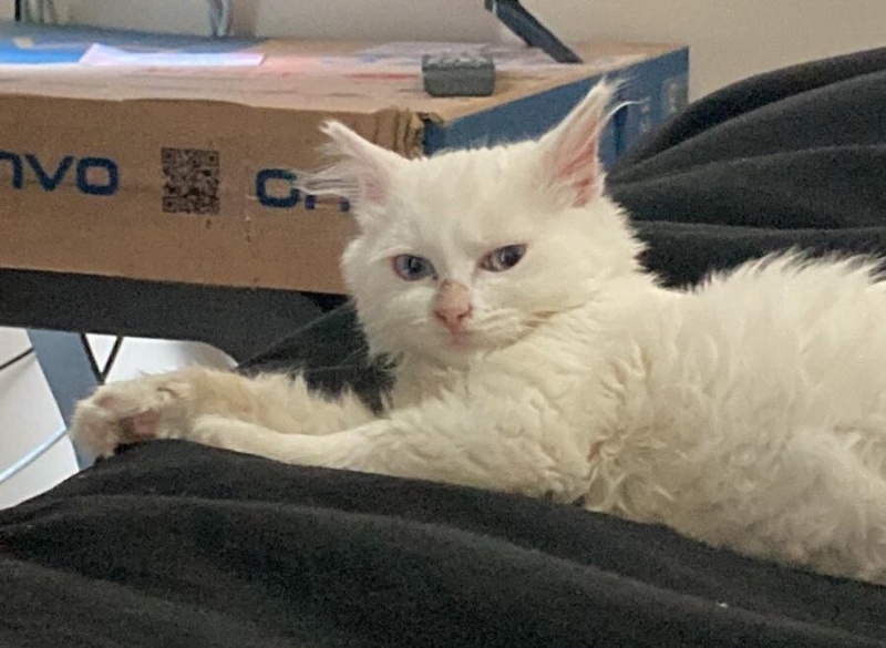 Tekir Kedi, Kedi  Yastık fotoğrafı