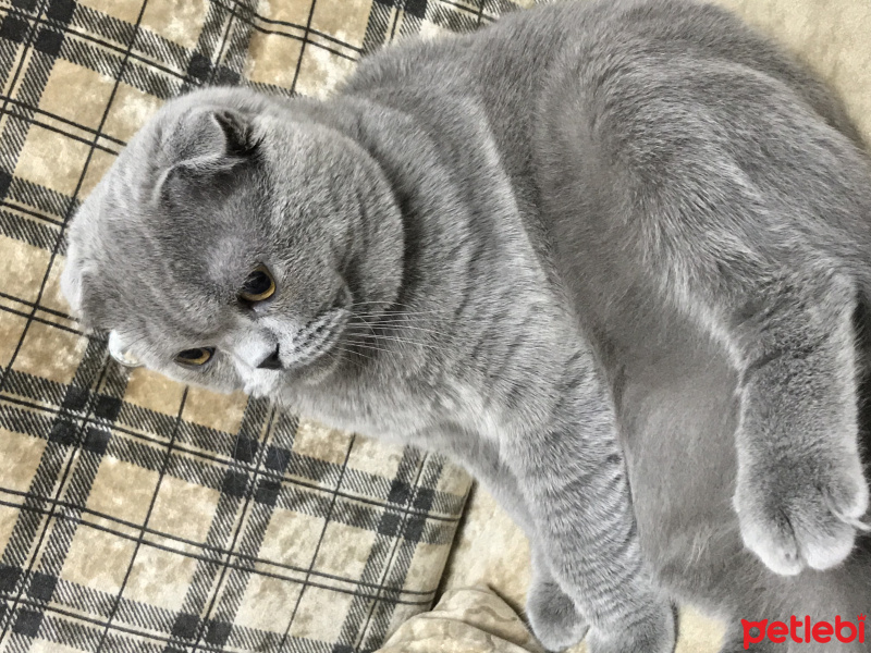 Scottish Fold, Kedi  Duman fotoğrafı