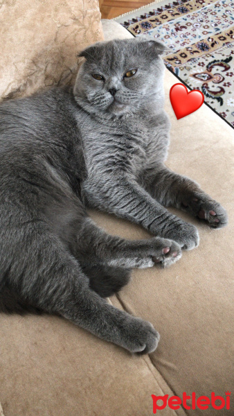 Scottish Fold, Kedi  Duman fotoğrafı