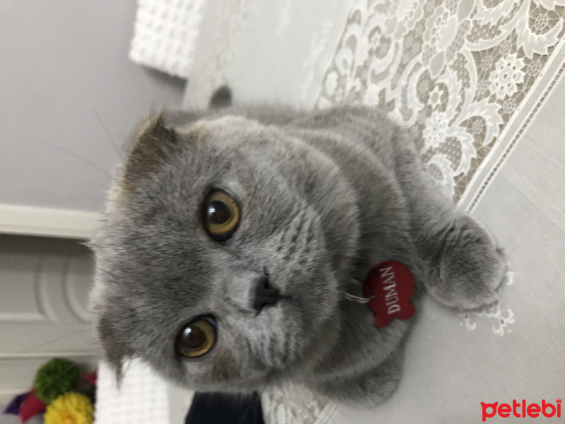 Scottish Fold, Kedi  Duman fotoğrafı
