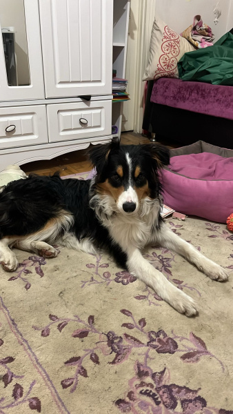 Border Collie, Köpek  renkli fotoğrafı