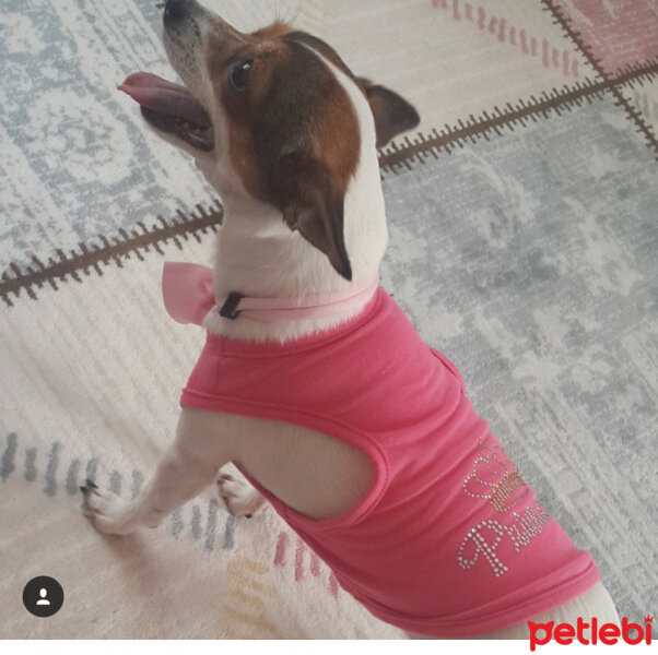 Minyatür Pinscher, Köpek  Leydi fotoğrafı