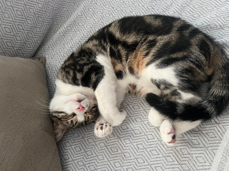 Tekir Kedi, Kedi  bumi fotoğrafı