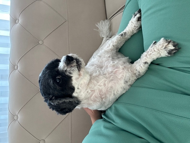 Shih Tzu, Köpek  BİNGO fotoğrafı