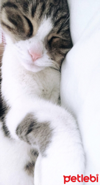 Tekir Kedi, Kedi  Ateş fotoğrafı
