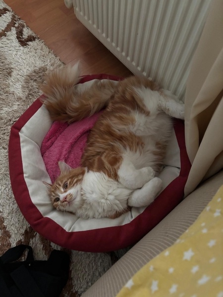 Sarman, Kedi  minik fotoğrafı