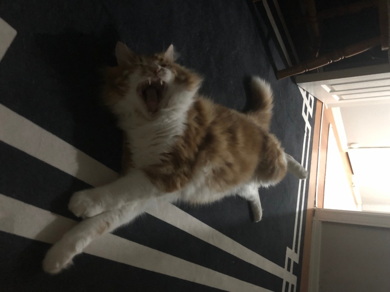 Sarman, Kedi  minik fotoğrafı