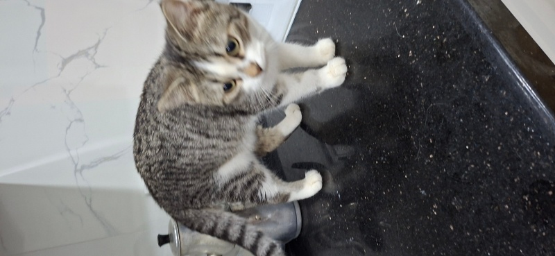 Tekir Kedi, Kedi  Simba fotoğrafı