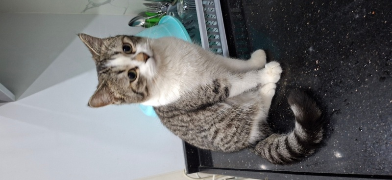 Tekir Kedi, Kedi  Simba fotoğrafı