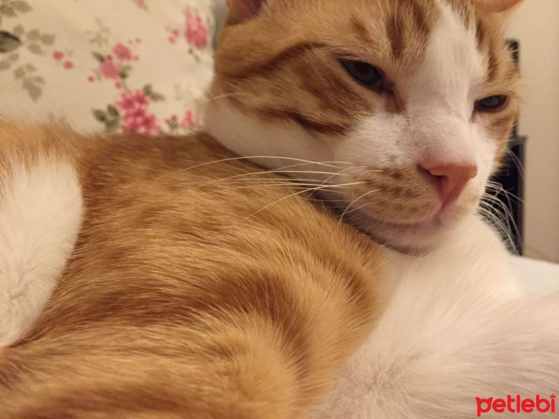Tekir Kedi, Kedi  Paşa  fotoğrafı