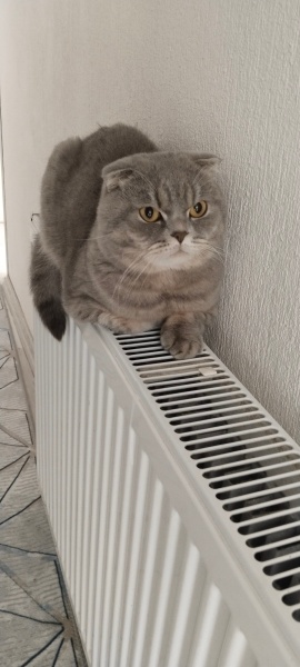 Scottish Fold, Kedi  Panter fotoğrafı
