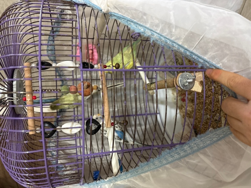 Muhabbet Kuşu, Kuş  Boncuk fotoğrafı