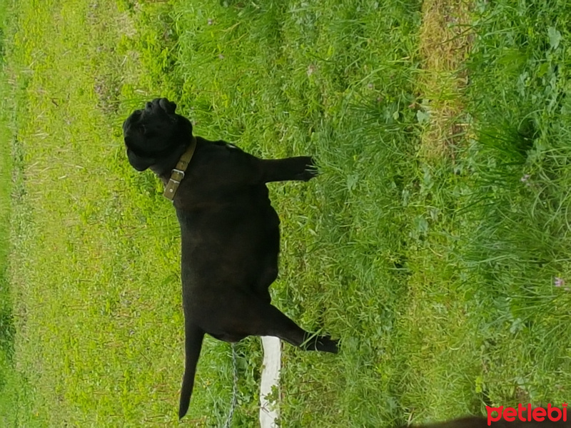 Cane Corso Italiano, Köpek  Derin fotoğrafı
