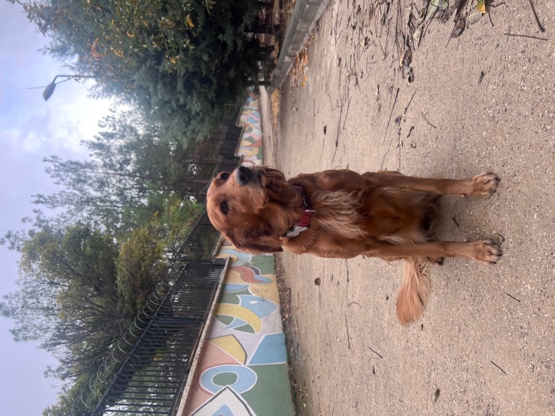 Golden Retriever, Köpek  NAZENİN fotoğrafı