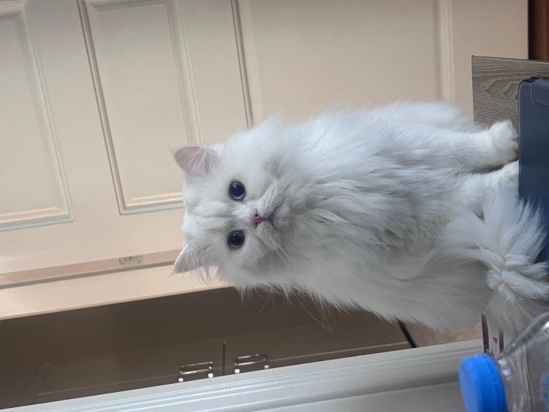 British Longhair, Kedi  EFE fotoğrafı