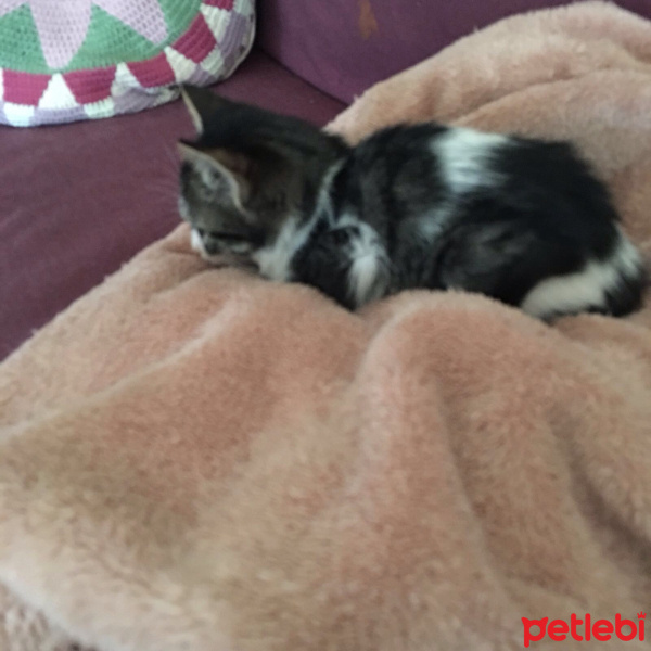 Tekir Kedi, Kedi  Ufaklık fotoğrafı