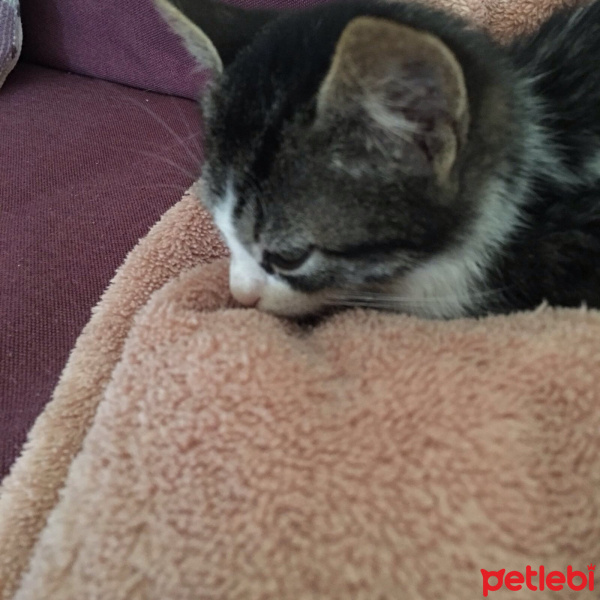 Tekir Kedi, Kedi  Ufaklık fotoğrafı