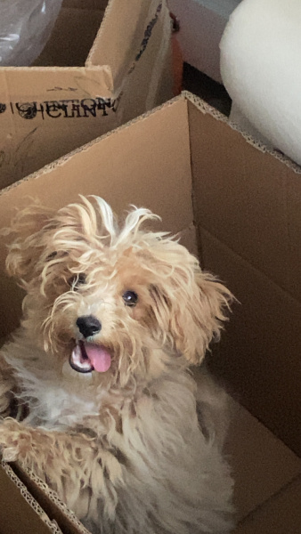 Maltese, Köpek  Mars fotoğrafı