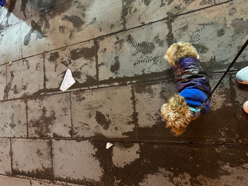 Maltese, Köpek  Mars fotoğrafı