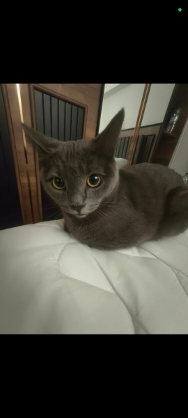 Mavi Rus, Kedi  Russian blue Mavi rus fotoğrafı