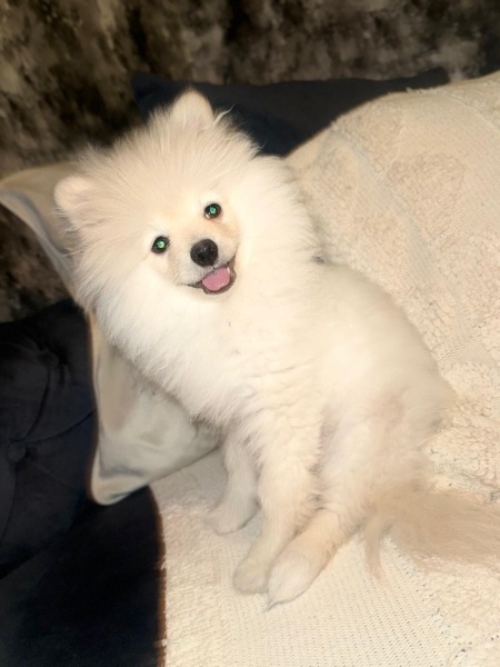 Pomeranyalı, Köpek  Maxim Lui fotoğrafı